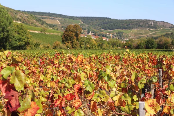 Krajobraz we Francji, w regionie Burgundia: Jesień winnicy — Zdjęcie stockowe
