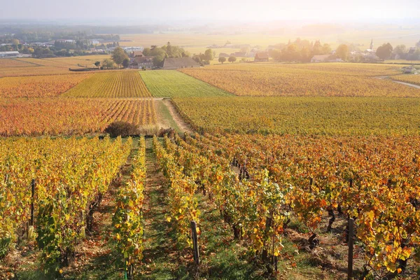 Landschaft Frankreichs, Region Burgund: Weinberg im Herbst — Stockfoto