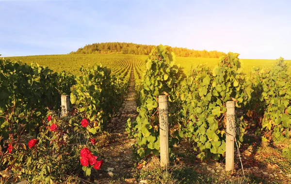 Landschaft Frankreichs, Region Burgund: Weinberg im Herbst — Stockfoto