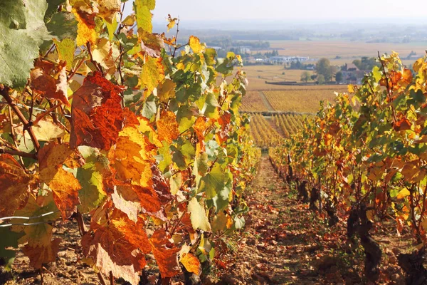 Landschaft Frankreichs, Region Burgund: Weinberg im Herbst — Stockfoto