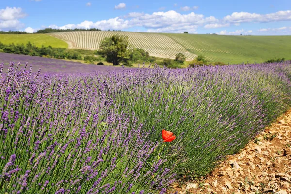 Francie Krajina Provence Levandulové Pole Červený Mák — Stock fotografie