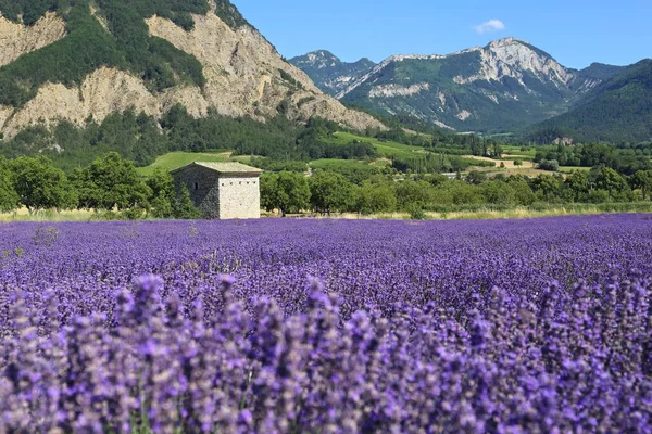 Letni Francuski Krajobraz Pole Lawendy Góry Departament Drome Provencal — Zdjęcie stockowe