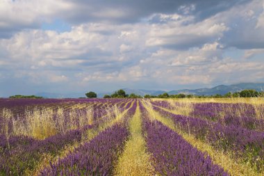 Fransa, Provence manzarası: lavanta tarlası, plato Valensole