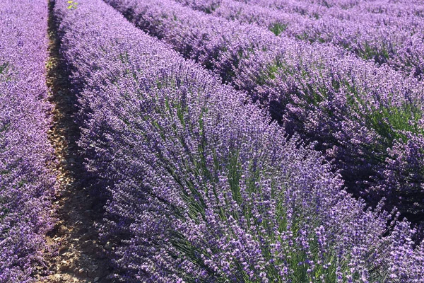 Bloemenachtergrond Rijen Bloeiende Lavendel Focus Selectief — Stockfoto