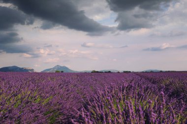 Fransa, Provence manzarası: lavanta tarlası, plato Valensole
