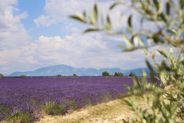 Francie Krajina Provence Levandulové Pole Olivovník — Stock fotografie