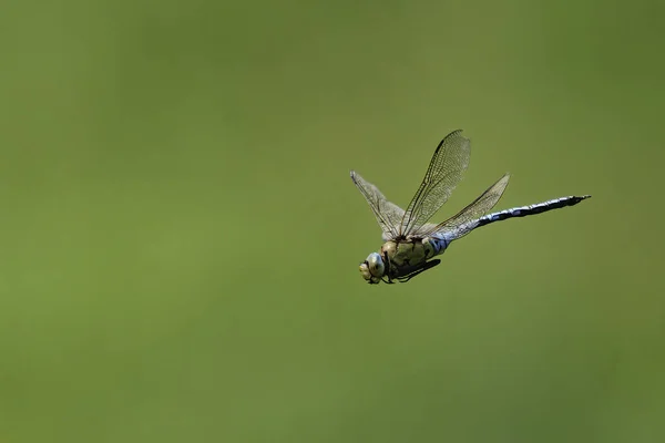 Libelle Blau Blühend Flug Mit Flügeln Die Unglaubliche Details Zeigen — Stockfoto