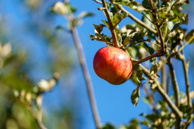 Bir İngiliz bahçesindeki ağaçta asılı duran bir demet taze sonbahar elması.