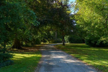 Orman yolunda bir manzara.