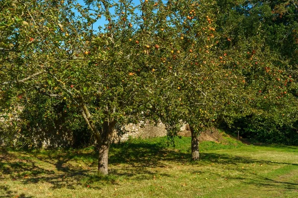 Ein Wunderbarer Strauß Frischer Herbstäpfel Hängt Einem Baum Einem Englischen — Stockfoto