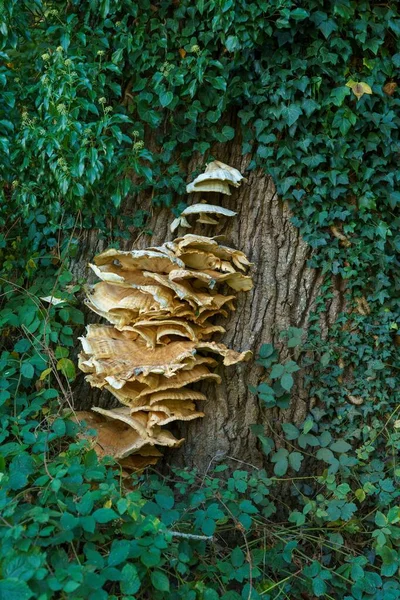 Tree Shady Wood Strange Fungi Growing Trunk — Stock Photo, Image