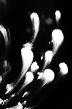 Soyut mürekkep arka plan. Su sıvı boya hareketli. Kaotik hareket beyaz soyut şekillerde. Sanatsal yaratıcı el yapımı illüstrasyon. Minimalist tarzı.