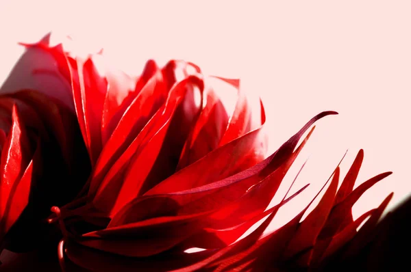 Żywy Czerwony Pozostawia Tło Zdjęcie Blado Różowym Tle Jesienne Inspiracje — Zdjęcie stockowe