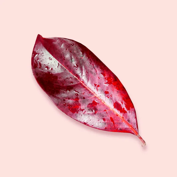 Composition Pattern Red Autumn Leaf Pink Background Wet Glossy Surface — Stock Photo, Image