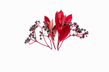 Farklı sonbahar bitkiler ve yaprakları topluluğu. Kırmızı ve mor renkler. Beyaz arka plan sonbahar temalı desen izole. Soluk gölgeler, minimalist tarzı temiz. Tasarım için sosyal medya mesaj