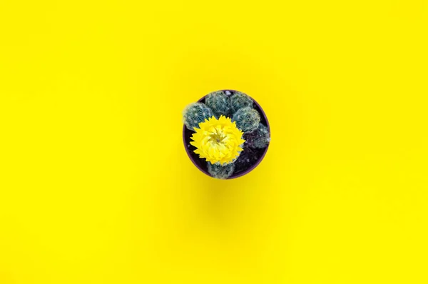 Bright Photo Small Cactus Blooming Flower Isolated Yellow Surface Background — Stock Photo, Image