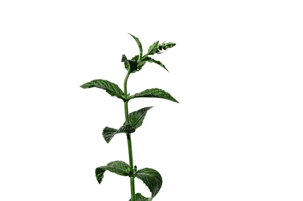 Wild mint fresh plant with flowers blossom isolated on white background. Healthy food concept. Summer garden organic herb. Ingredient for drinks, cocktails, food spices. Sun light illumination — Stock Photo, Image