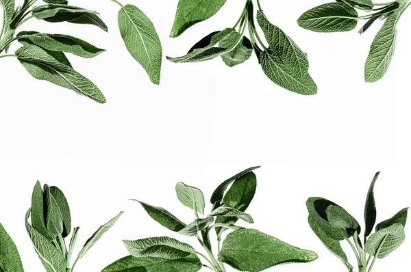 白い背景に隔離されたサルビアオフィシナリス新緑植物。異なる分岐コレクション。庭からの有機葉。料理のためのイタリアと地中海の典型的なスパイス。枠とテキストのスペース — ストック写真