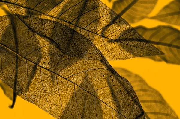 Dried leaves skeletons pattern on bold yellow background. Leaf veins structure.