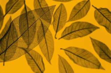 Kurumuş, sarı arka planda iskelet izleri bırakıyor. Yaprak damar yapısı.