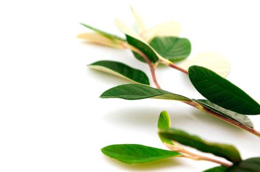 Sonbahar yaprakları beyaz arkaplanda izole edilmiş.