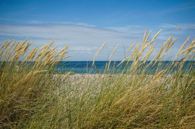 Baltık Denizi 'ndeki Heiligenhafen sahilinde kum ve kum