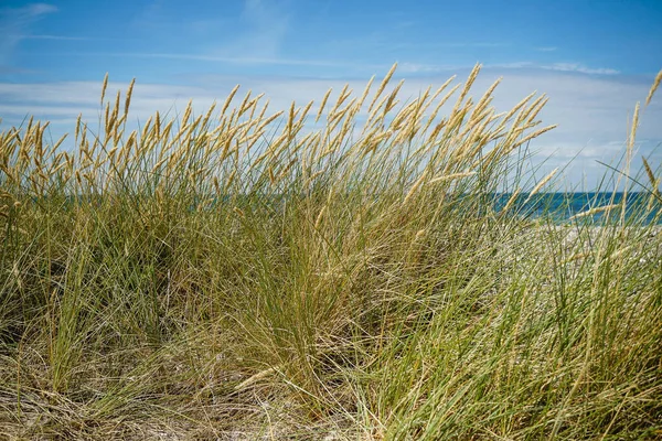 Herbe Dunaire Sable Sur Plage Heiligenhafen Mer Baltique — Photo