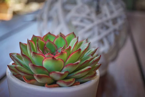 Planta Suculenta Verde Vermelha Pote Branco Como Decoração Mesa — Fotografia de Stock