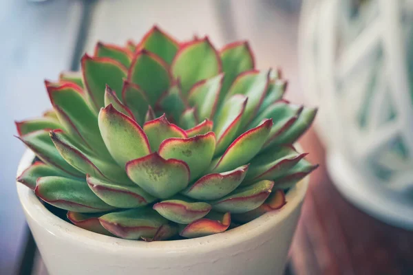 Planta Suculenta Verde Vermelha Pote Branco Como Decoração Mesa — Fotografia de Stock