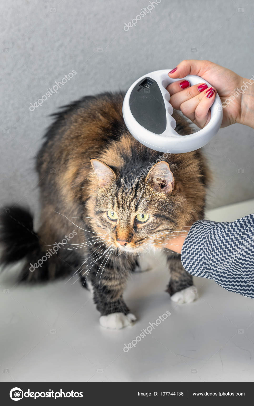 Vétérinaire Vérifie Puce Sur Chat Avec Microchip Scanner