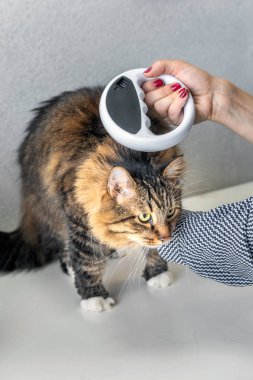 Veteriner bir kedi üzerinde mikroçip ile miniyonga inceden bir veteriner kliniğinde denetler. Hayvan kimlik