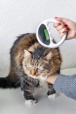 Veteriner bir kedi üzerinde mikroçip ile miniyonga inceden bir veteriner kliniğinde denetler. Hayvan kimlik