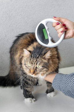 Veteriner bir kedi üzerinde mikroçip ile miniyonga inceden bir veteriner kliniğinde denetler. Hayvan kimlik