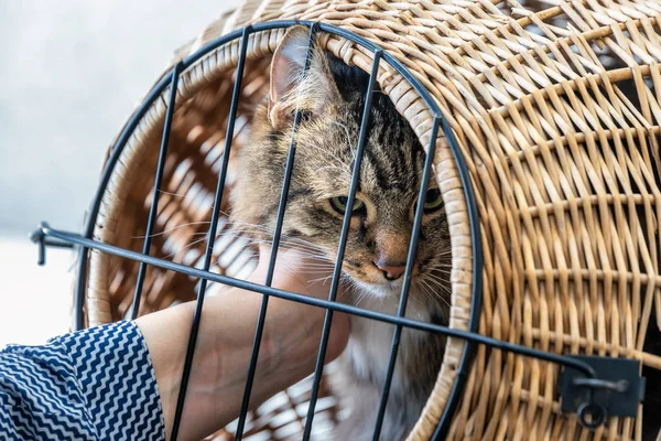 Ветеринарний Лікар Робить Перевірку Милої Красивої Кішки — стокове фото