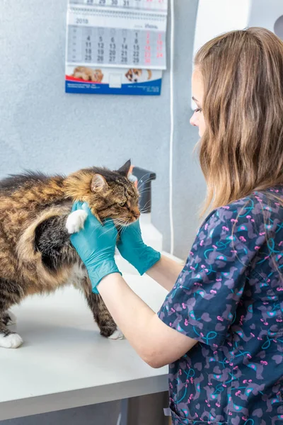 Veterinární Lékař Dělat Kontrolu Roztomilé Krásné Kočky — Stock fotografie