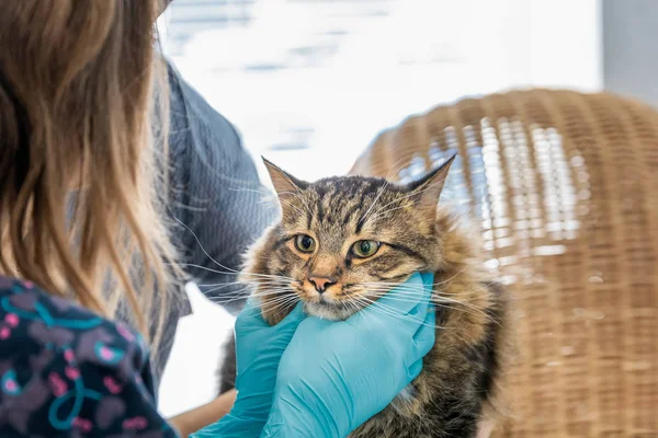 Médecin Vétérinaire Fait Contrôle Beau Chat Mignon — Photo