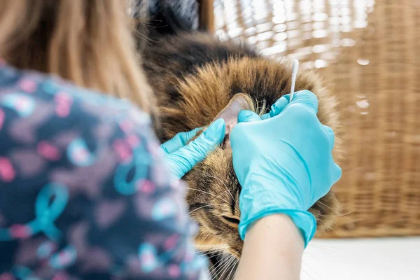 Veterinární Lékař Dělat Kontrolu Roztomilé Krásné Kočky — Stock fotografie