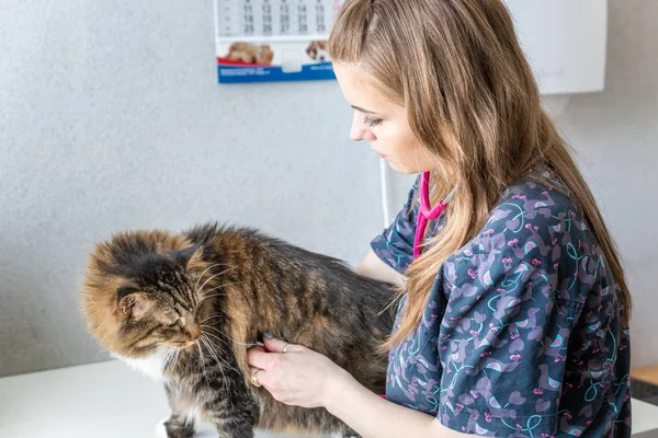 Tierarzt Macht Eine Untersuchung Einer Niedlichen Schönen Katze Mit Stethoskop — Stockfoto