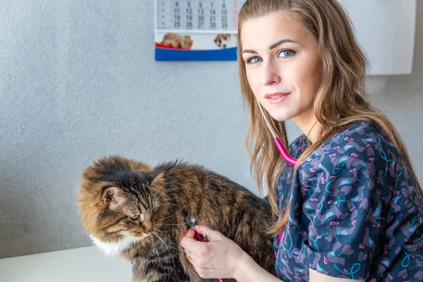 Veterinární Lékař Skládáním Šek Roztomilá Krásná Kočka Stetoskop — Stock fotografie