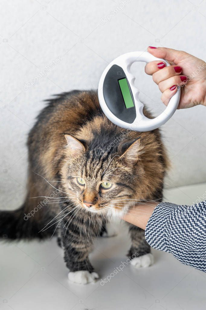 The vet checks the microchip on a cat with Microchip Scanner in a veterinary clinic. Animal ID