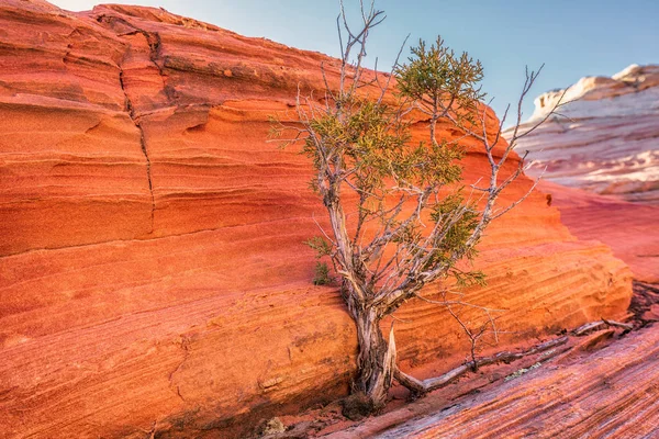 Wave Arizona Canyon Rock Formation Vermillion Cliffs Paria Canyon State — Stock Photo, Image