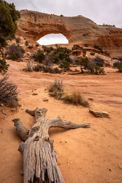 Old Tree Sand Arch Arches National Park Utah — Stock Photo, Image