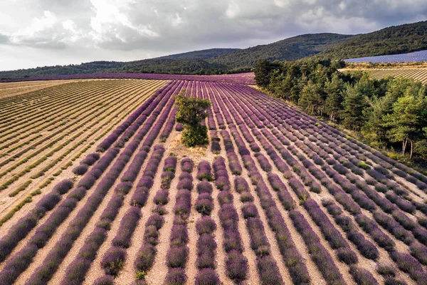 Lavanda Campo Verão Pôr Sol Paisagem Perto Valensole Provence França — Fotografia de Stock