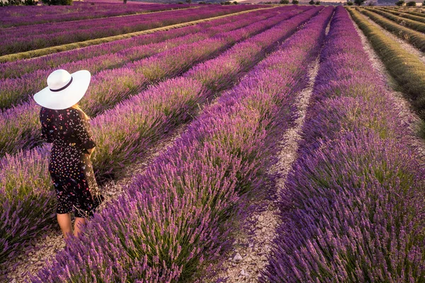 Beyaz şapkalı kadın yaz günbatımında Valensole yakınlarında lavanta tarlasında. Provence, Fransa. Üst görünüm.