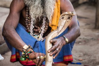 Varanasi, Hindistan - 18 Mart 2017: Holy man holding tehlikeli kobra yılan Varanasi, Hindistan.