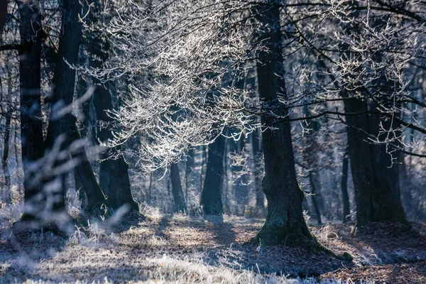 Ice on the tree at Schloss und Park Nymphenburg at winter time in Munich, Germany.