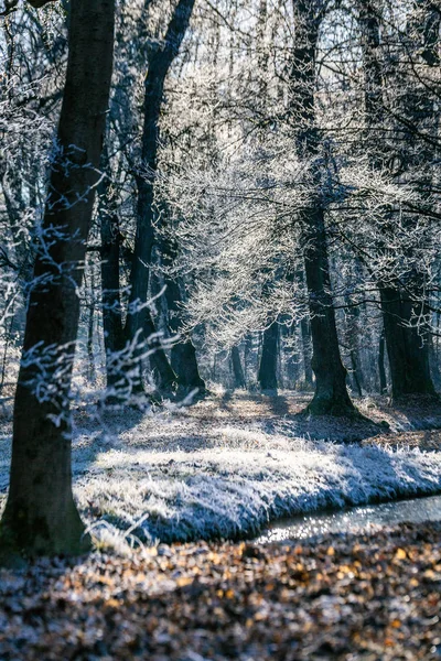 Лед Дереве Замке Парке Нимфенбург Зимой Мюнхене Германия — стоковое фото