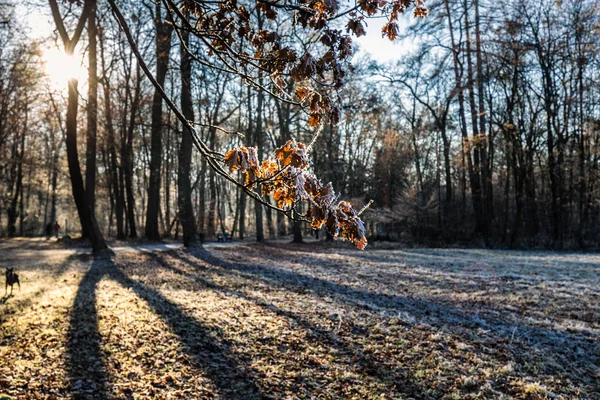 Led Stromě Parku Und Schloss Nymphenburg Zimní Době Mnichově Německo — Stock fotografie