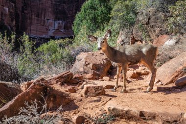 ABD ulusal parkları