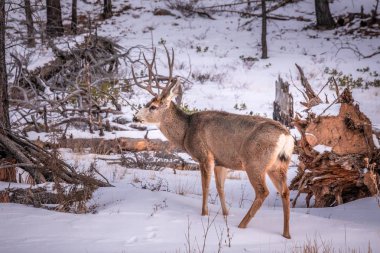 ABD ulusal parkları